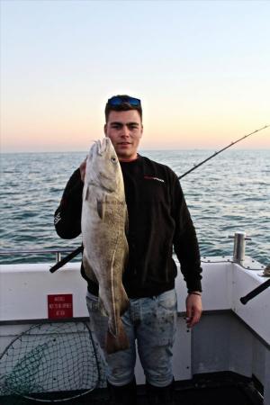 14 lb Cod by Unknown