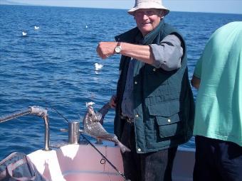 2 lb Black Sea Bream by Robert Porter