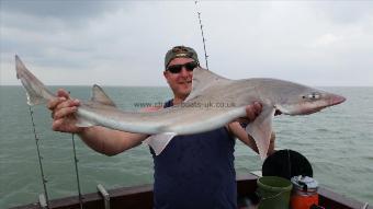 16 lb Smooth-hound by Adam brend