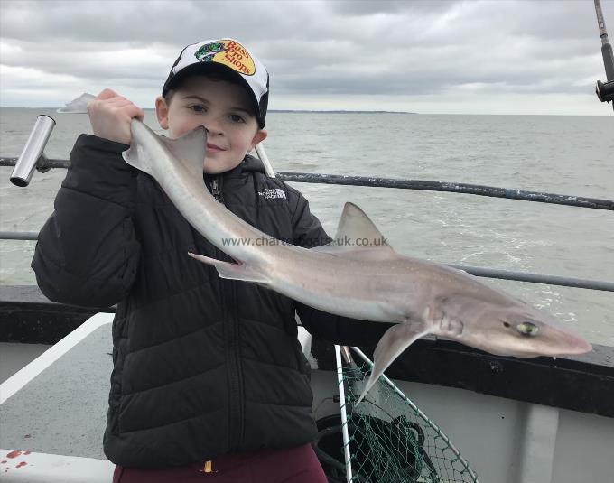 6 lb Starry Smooth-hound by Unknown