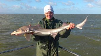 11 lb Starry Smooth-hound by matty new