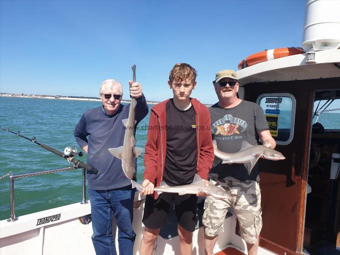 5 lb Smooth-hound by Simons group