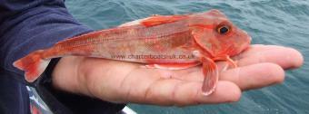 12 oz Red Gurnard by Wayne Frapple