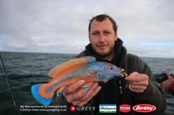 1 lb 8 oz Cuckoo Wrasse by Mark