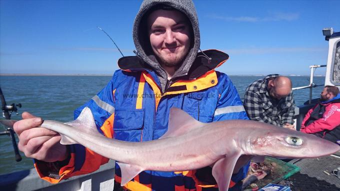 6 lb 8 oz Smooth-hound by Unknown