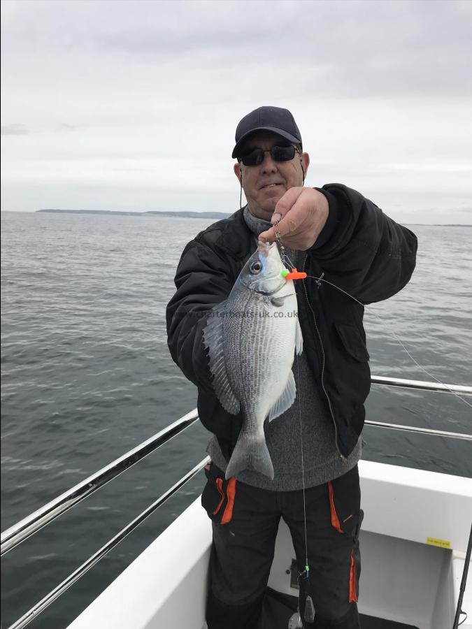 2 lb Black Sea Bream by Unknown