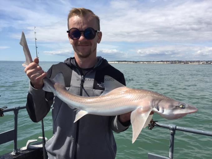 7 lb Starry Smooth-hound by Unknown