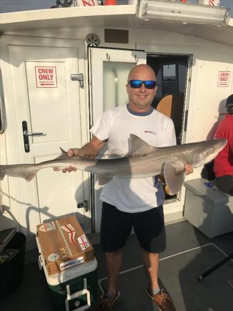 13 lb Starry Smooth-hound by Unknown