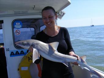 9 lb Starry Smooth-hound by Anna