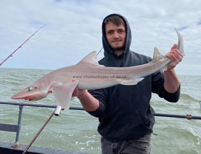 12 lb Starry Smooth-hound by Unknown