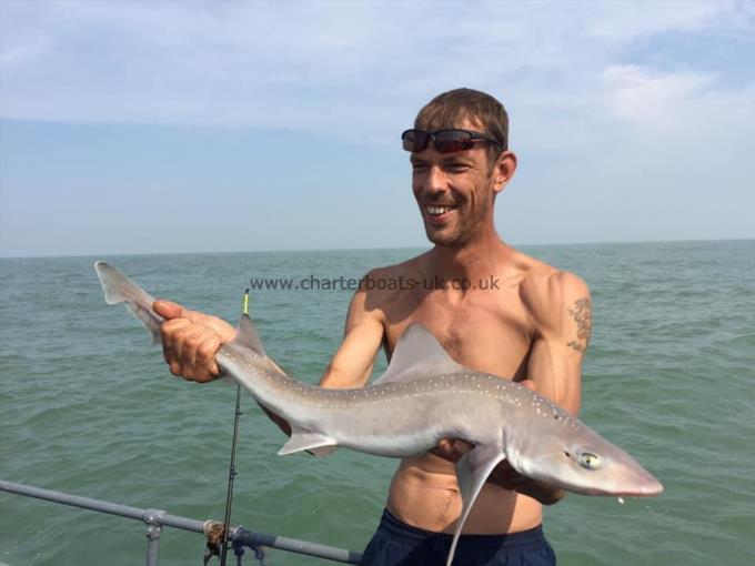 6 lb Starry Smooth-hound by Unknown