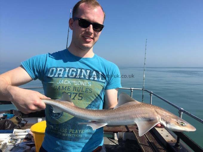 5 lb 3 oz Starry Smooth-hound by Unknown
