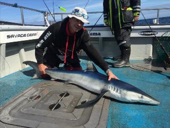 75 lb Blue Shark by Kevin McKie