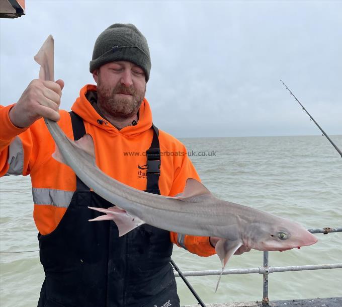 5 lb Smooth-hound (Common) by Unknown