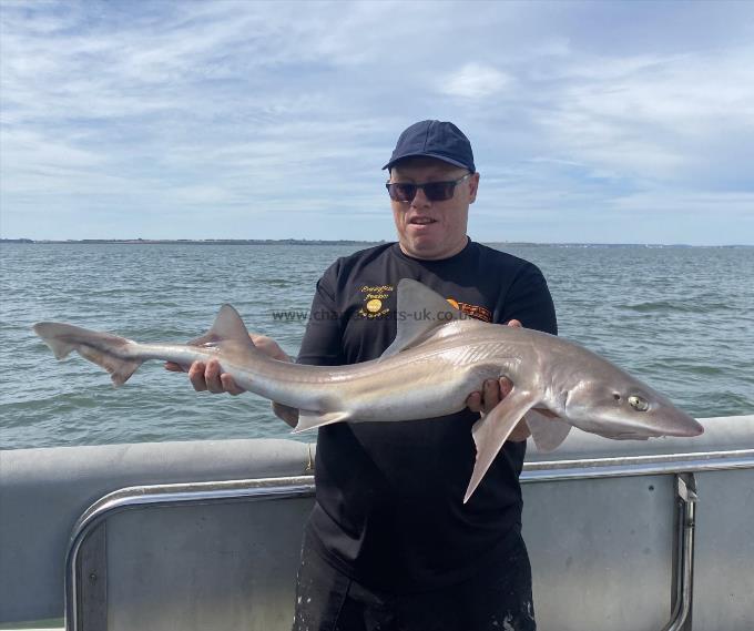 14 lb Smooth-hound (Common) by Unknown