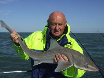 11 lb Smooth-hound by steve