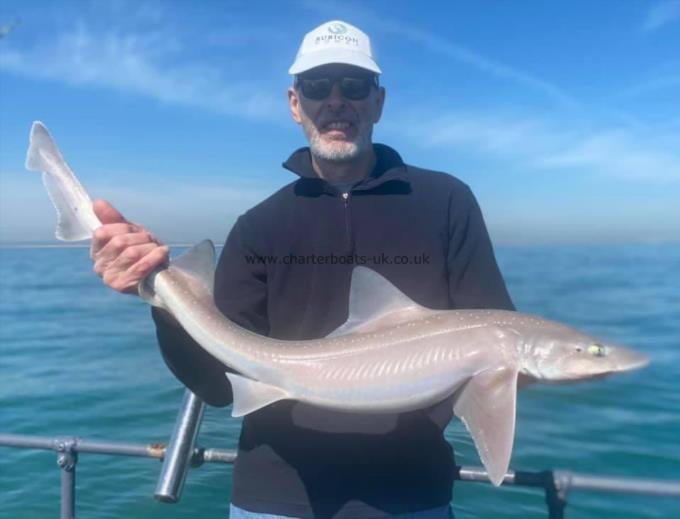 10 lb Starry Smooth-hound by Unknown