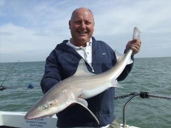 13 lb 1 oz Starry Smooth-hound by russel