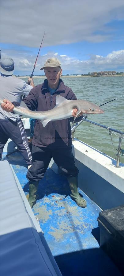 4 lb Smooth-hound by Unknown