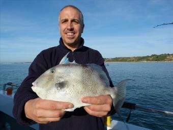 1 lb 8 oz Trigger Fish by Lee