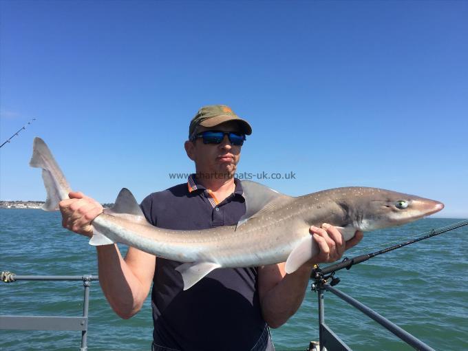 13 lb Starry Smooth-hound by Unknown