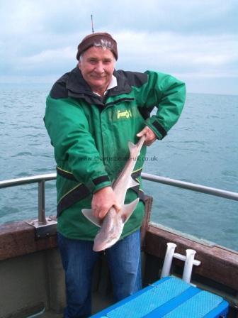 8 lb 9 oz Starry Smooth-hound by Unknown