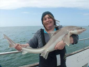 20 lb 10 oz Starry Smooth-hound by Linda Deas