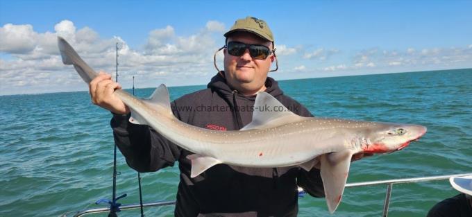 11 lb 1 oz Starry Smooth-hound by Bob