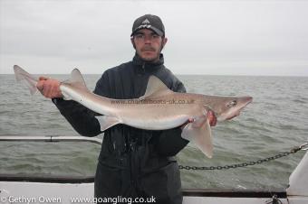 12 lb Starry Smooth-hound by Monty