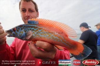 1 lb Cuckoo Wrasse by Mark