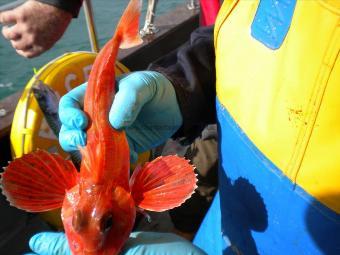 1 lb Red Gurnard by Unknown