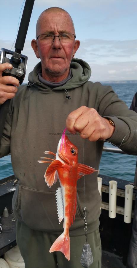 1 lb 8 oz Red Gurnard by Unknown