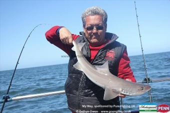 7 lb Starry Smooth-hound by Gareth