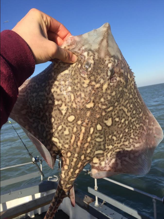 4 lb 4 oz Thornback Ray by Unknown