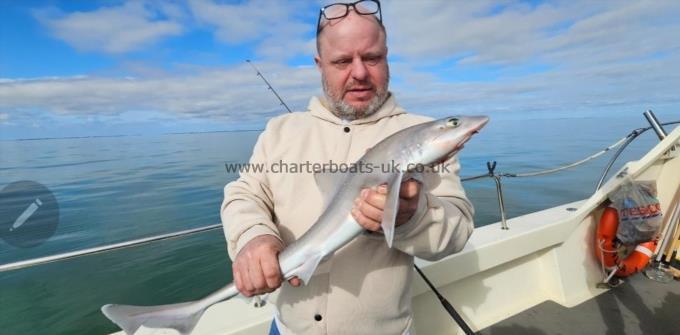 6 lb 1 oz Starry Smooth-hound by Mick