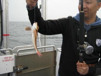 8 oz Red Gurnard by Unknown