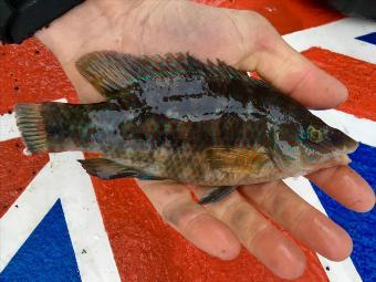 2 oz Ballan Wrasse by Unknown