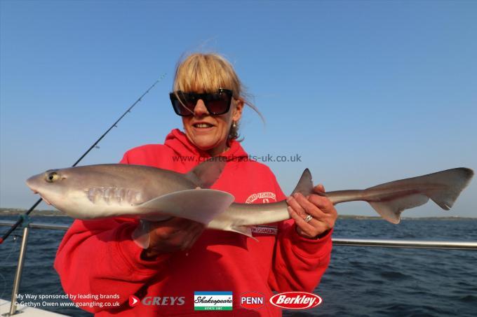 8 lb Starry Smooth-hound by Unknown