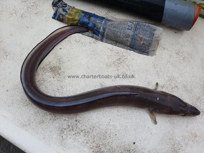1 lb Conger Eel by Unknown