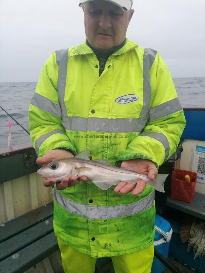 1 lb 1 oz Haddock by Unknown