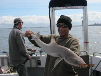6 lb 14 oz Smooth-hound (Common) by Unknown
