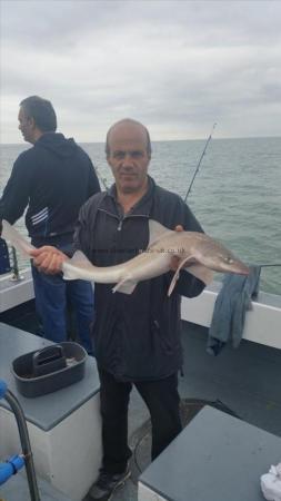 7 lb 12 oz Smooth-hound (Common) by Unknown