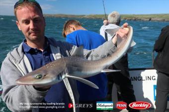 6 lb Starry Smooth-hound by Nai
