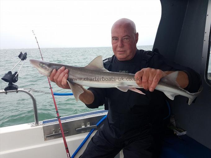 5 lb Starry Smooth-hound by kev