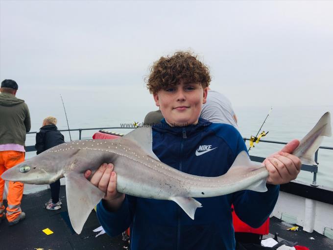 7 lb Smooth-hound by Unknown