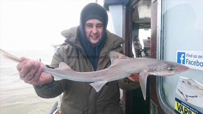 4 lb 2 oz Starry Smooth-hound by Gary from Kent