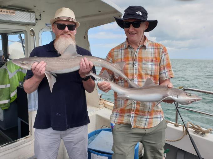 8 lb 8 oz Starry Smooth-hound by Bob Marshall