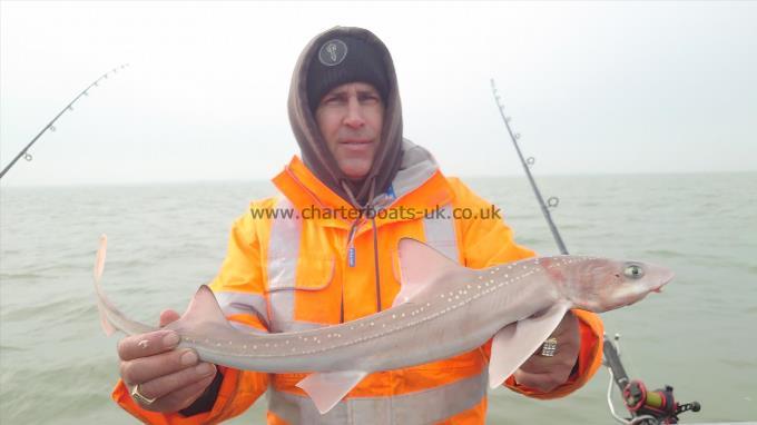 5 lb Starry Smooth-hound by Curtis
