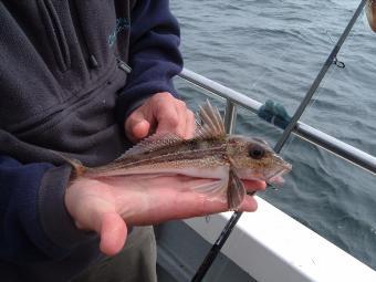 8 oz Grey Gurnard by paul baker