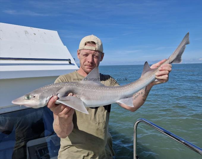 7 lb Smooth-hound (Common) by Unknown